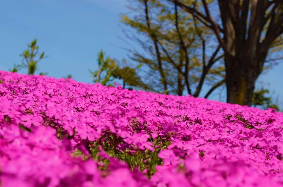 おおた芝桜まつり